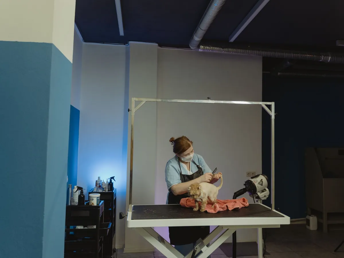 A groomer carefully caring for a dog during an appointment
